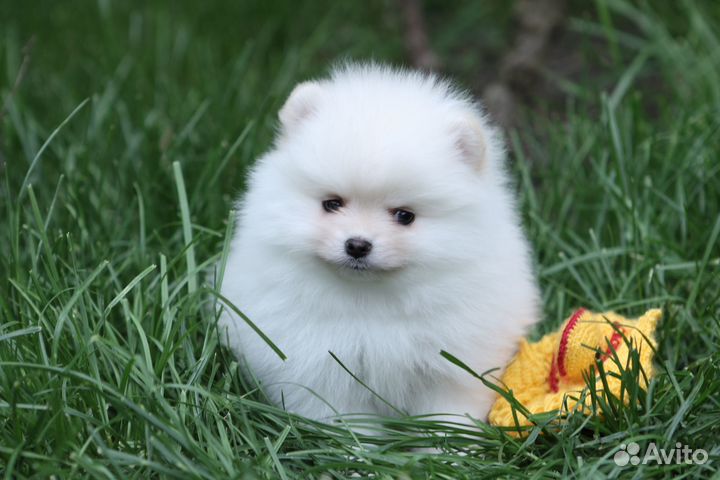 Мальчик карликовый