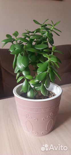 Толстянка (денежное дерево)