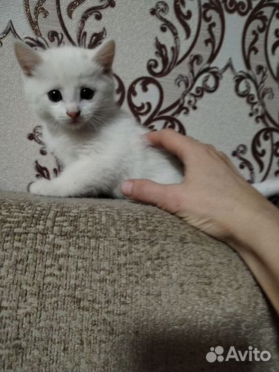 Кошка в дар бесплатно