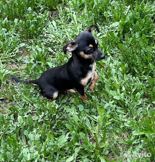 Той-терьер девочка