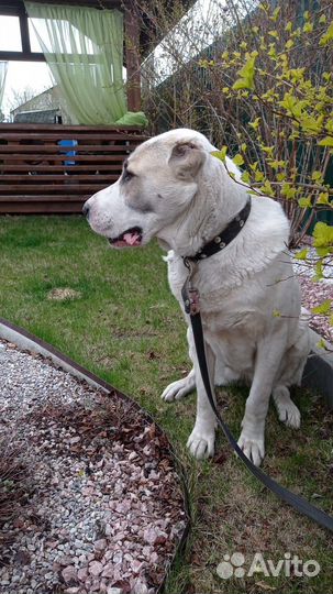 Собака алабай