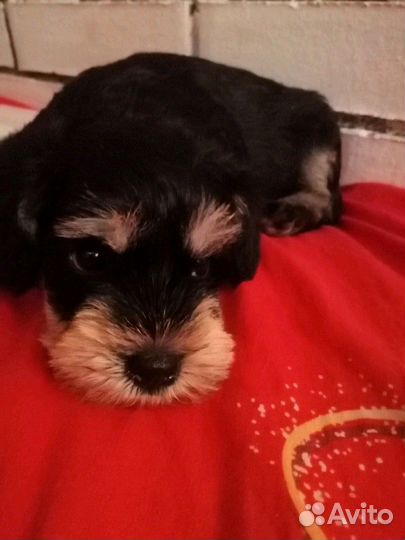 Цвергшнауцер