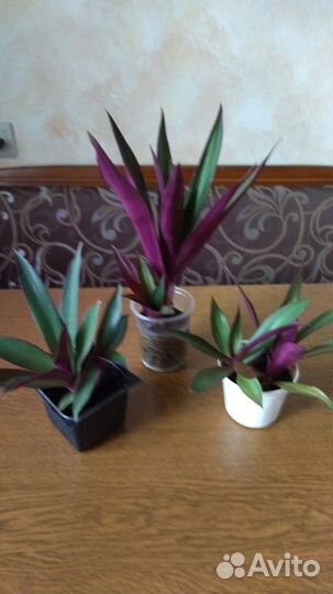 Комнатные растения