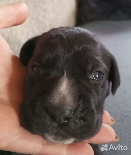 Щенки кане корсо