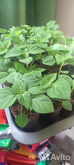 Сальвия Комета