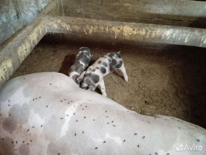 Поросята Дюрок, хрячки Пьетрен чистокровные племя