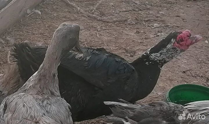 Селезень индоутки