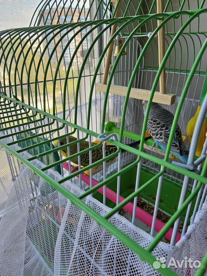 Волнистые попугаи с клеткой