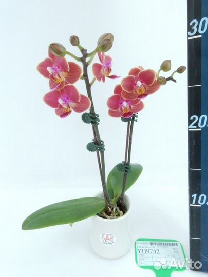 Орхидея Phal. YH9742 Sunkist