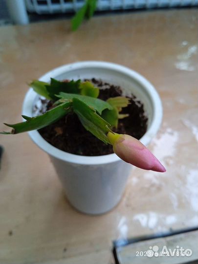 Сортовые декабристы