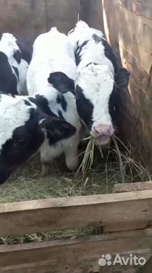 Бычки на откорма. С доставкой