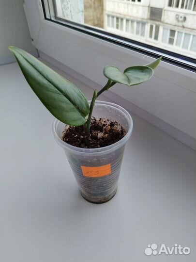 Сциндапсус Мунлайт