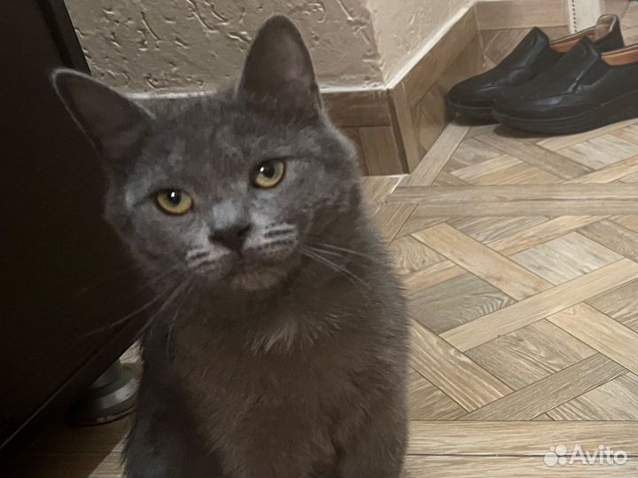 Серый окрас