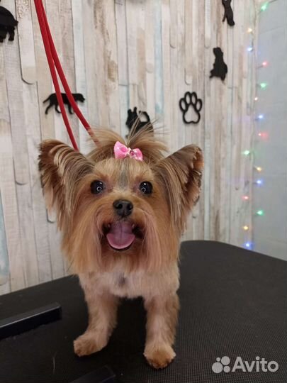 Груминг, тримминг, экспресс-линька