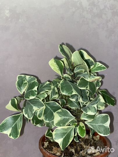 Фикусы на срез