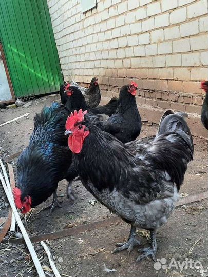 Инкубационное яйцо джерсийский гигант