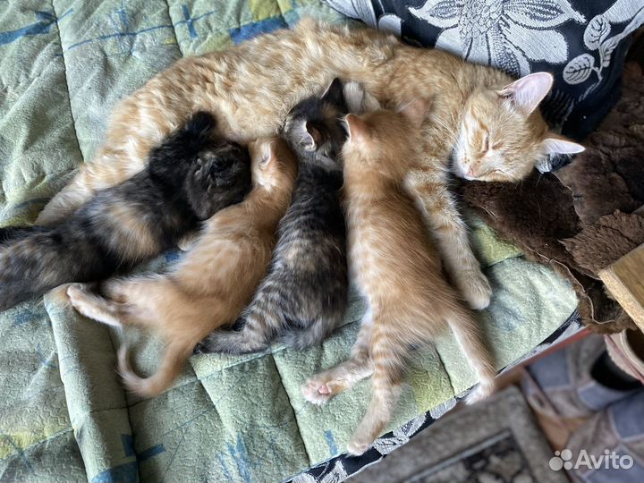 Котята в добрые руки