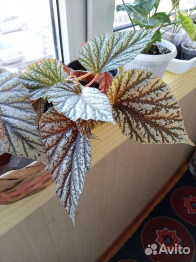 Бегония Кейн