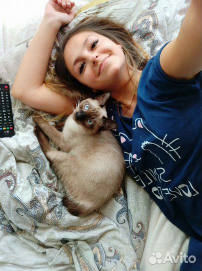 Индивидуальная передержка кошек и котов