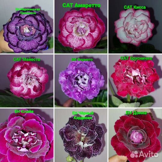 Сортовые глоксинии