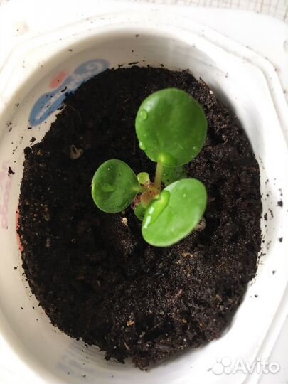 Пилея пеперомиевидная