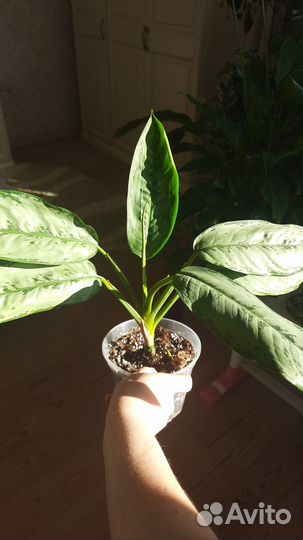 Аглаонема Фридман