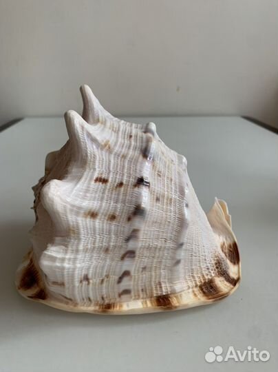 Большая морская раковина cassis cornuta ракушка