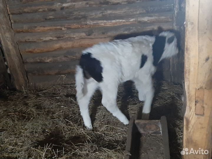 Бычок 2.5 месяц