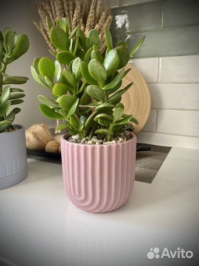 Толстянка, денежное дерево