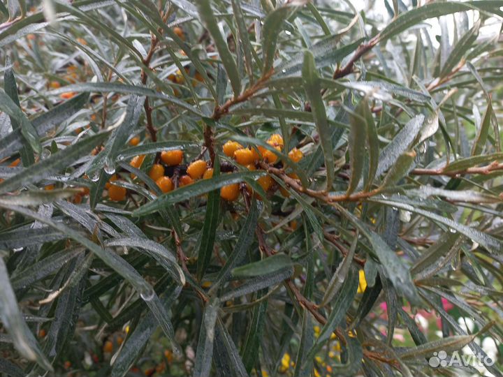 Облепиха саженцы