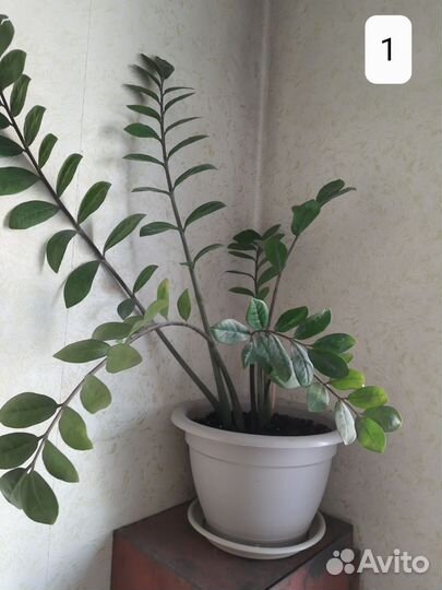 Замиокулькас