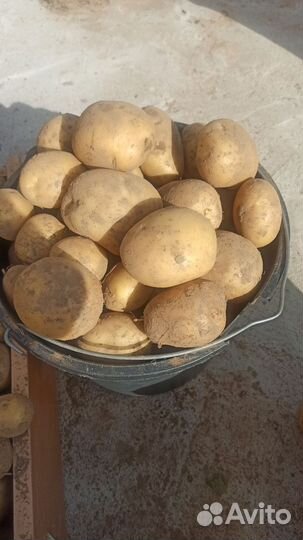 Картофель нового урожая