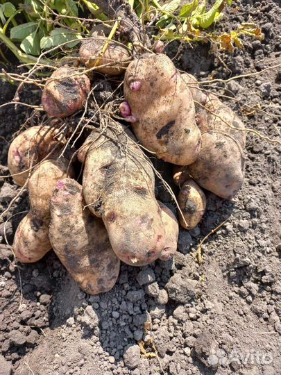 Продам картофель