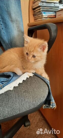 Шотланские котята