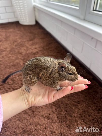 Отдам в добрые руки 2-х мальчишек белочек дегу