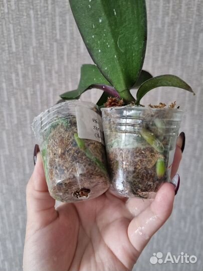 Орхидея фаленопсис бабочка