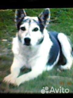 Няня на частичную занятость