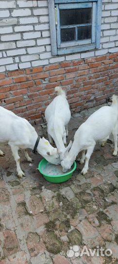 Молочные козлята