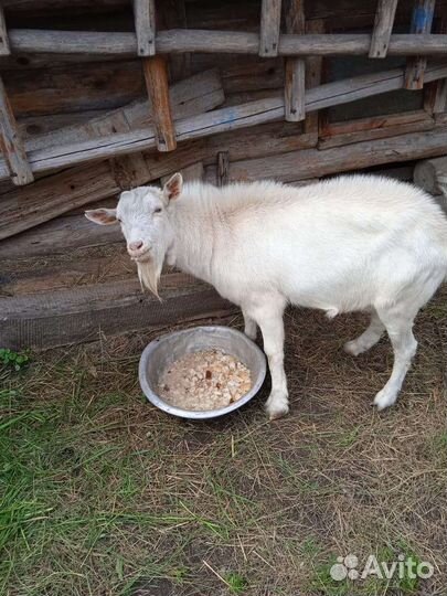 Зааненские козы племенные