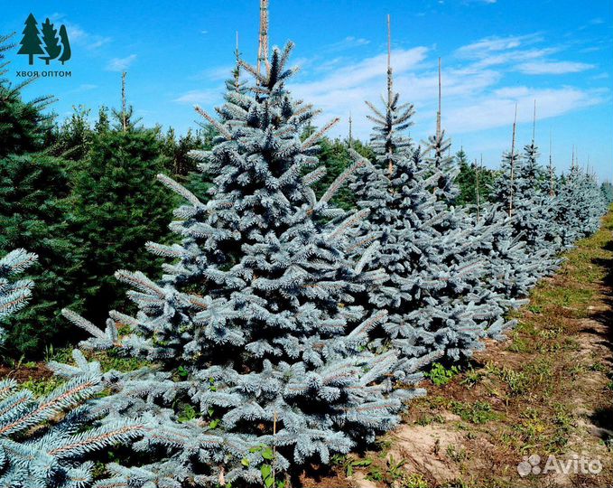 Голубая ель 1,06 м. Питомник