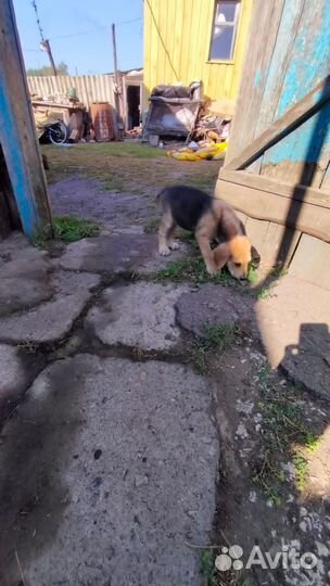 Русской гончей щенки