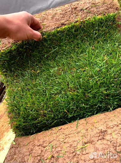 Рулонный газон от производителя