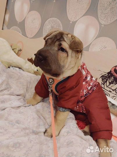 Дождевик для собаки девочки