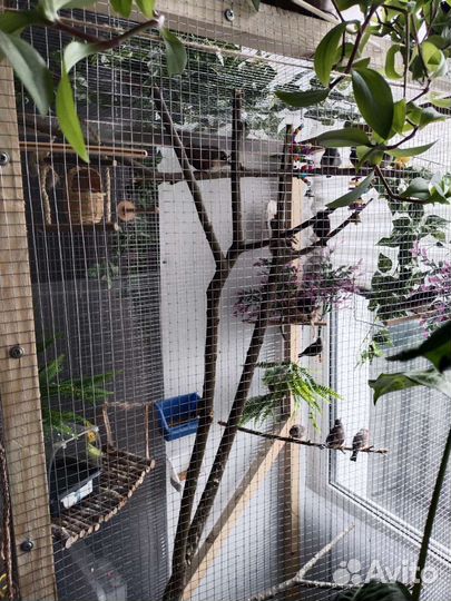 Зебровые амадины