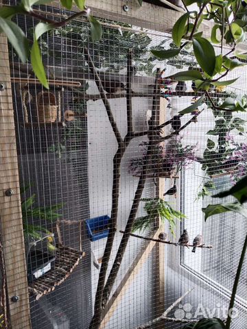 Зебровые амадины