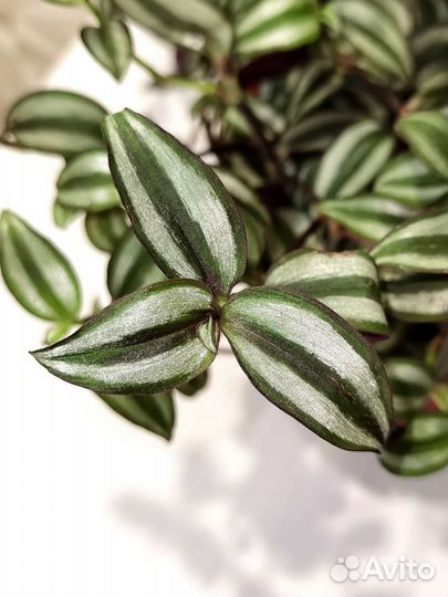 Традесканция Зебрина, комнатные растения цветы