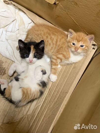 Кошки котята трехцветные