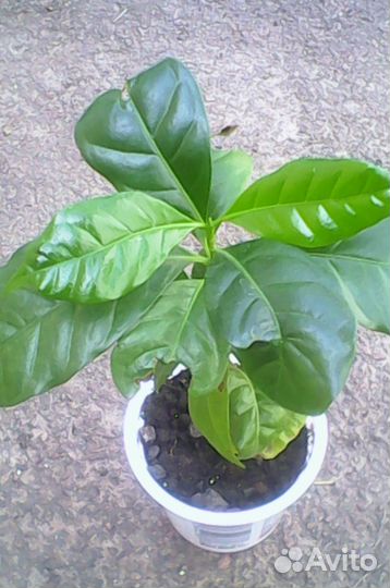 Кофе арабика (растение)