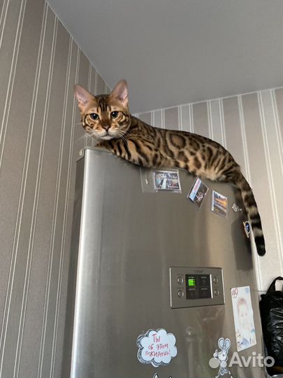 Бенгальский кот вязка