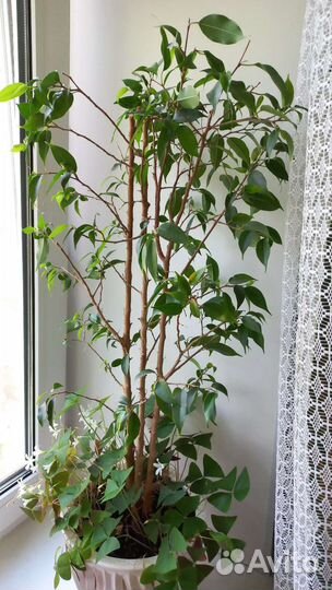 Фикус+кислица